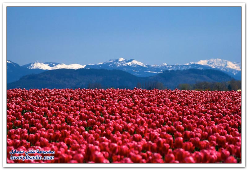 متى نرى هذا الجمال فى مصر مزارع الورد فى هولندا Rose-farms-in-the-Netherlands-03