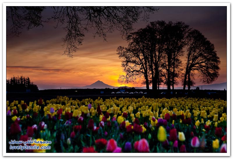 متى نرى هذا الجمال فى مصر مزارع الورد فى هولندا Rose-farms-in-the-Netherlands-04