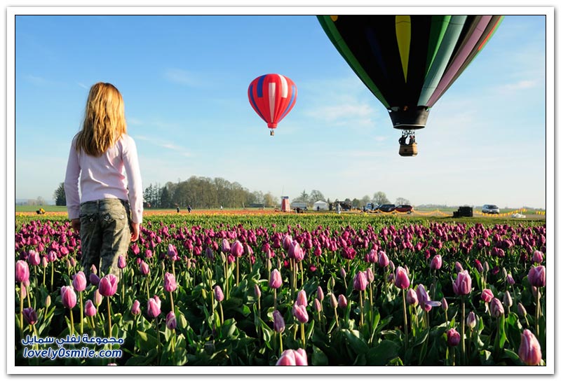 متى نرى هذا الجمال فى مصر مزارع الورد فى هولندا Rose-farms-in-the-Netherlands-05