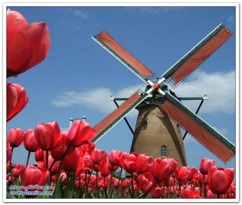 متى نرى هذا الجمال فى مصر مزارع الورد فى هولندا Rose-farms-in-the-Netherlands-09