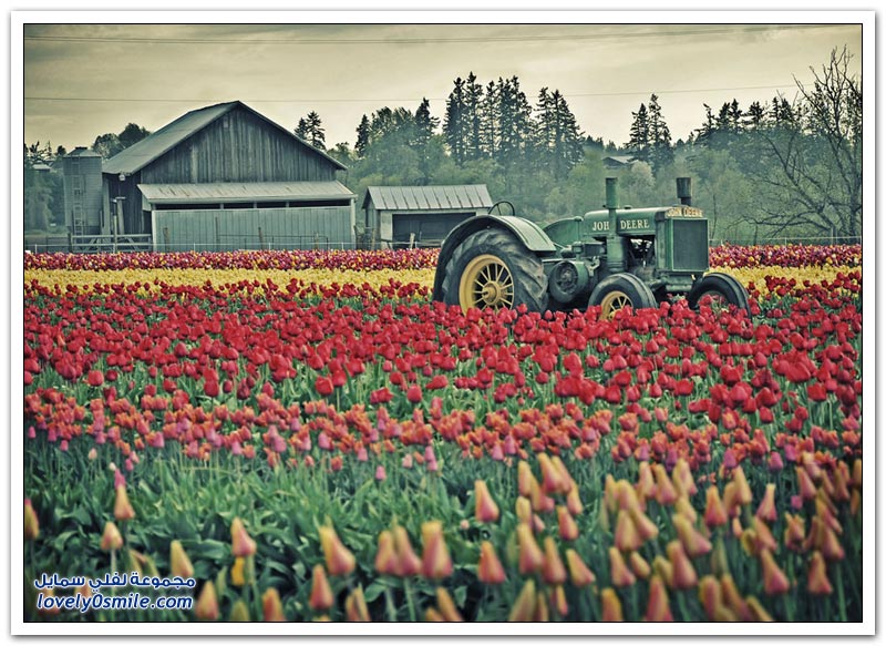 متى نرى هذا الجمال فى مصر مزارع الورد فى هولندا Rose-farms-in-the-Netherlands-10