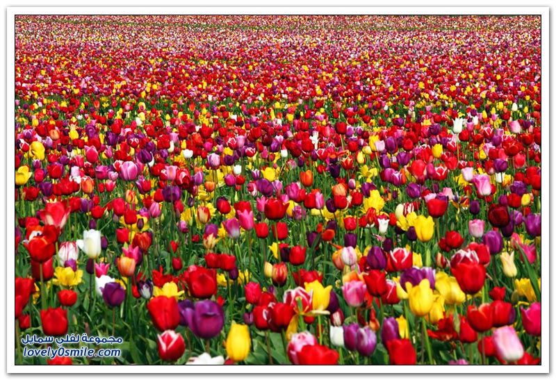 متى نرى هذا الجمال فى مصر مزارع الورد فى هولندا Rose-farms-in-the-Netherlands-11