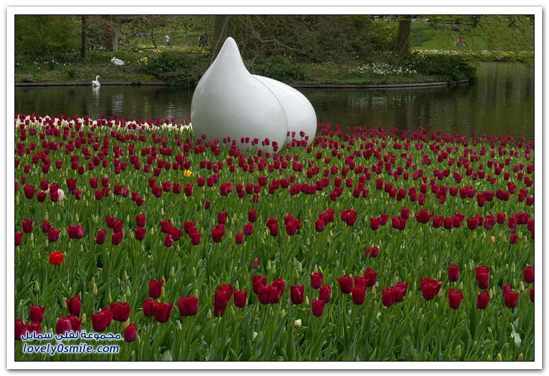 متى نرى هذا الجمال فى مصر مزارع الورد فى هولندا Rose-farms-in-the-Netherlands-13