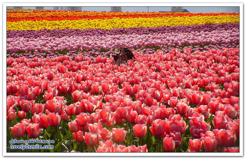 متى نرى هذا الجمال فى مصر مزارع الورد فى هولندا Rose-farms-in-the-Netherlands-14