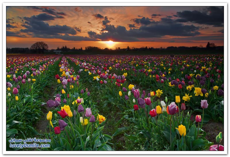 متى نرى هذا الجمال فى مصر مزارع الورد فى هولندا Rose-farms-in-the-Netherlands-15