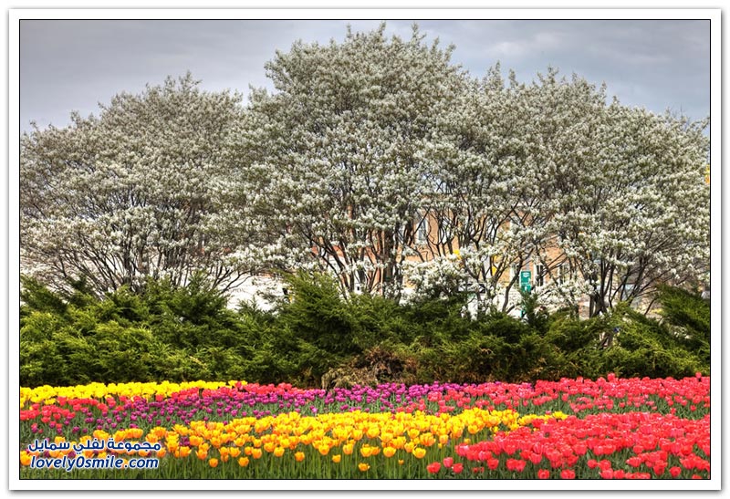 متى نرى هذا الجمال فى مصر مزارع الورد فى هولندا Rose-farms-in-the-Netherlands-16