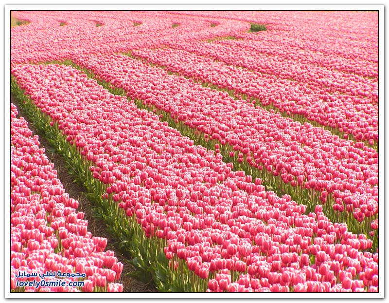 متى نرى هذا الجمال فى مصر مزارع الورد فى هولندا Rose-farms-in-the-Netherlands-17