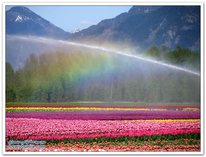 متى نرى هذا الجمال فى مصر مزارع الورد فى هولندا Rose-farms-in-the-Netherlands-18