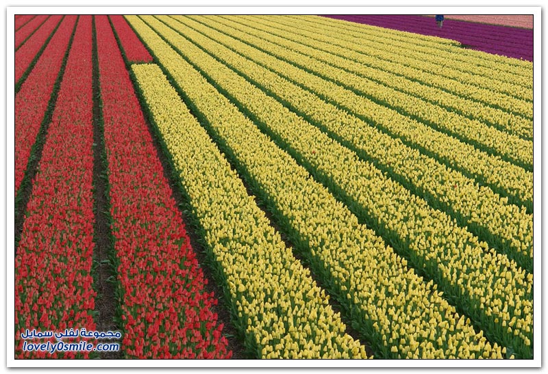 متى نرى هذا الجمال فى مصر مزارع الورد فى هولندا Rose-farms-in-the-Netherlands-19