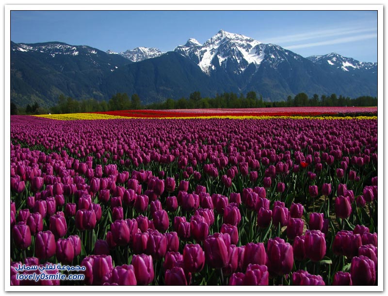 متى نرى هذا الجمال فى مصر مزارع الورد فى هولندا Rose-farms-in-the-Netherlands-20