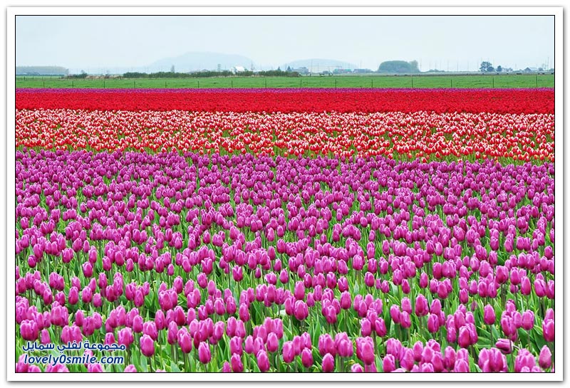 متى نرى هذا الجمال فى مصر مزارع الورد فى هولندا Rose-farms-in-the-Netherlands-23