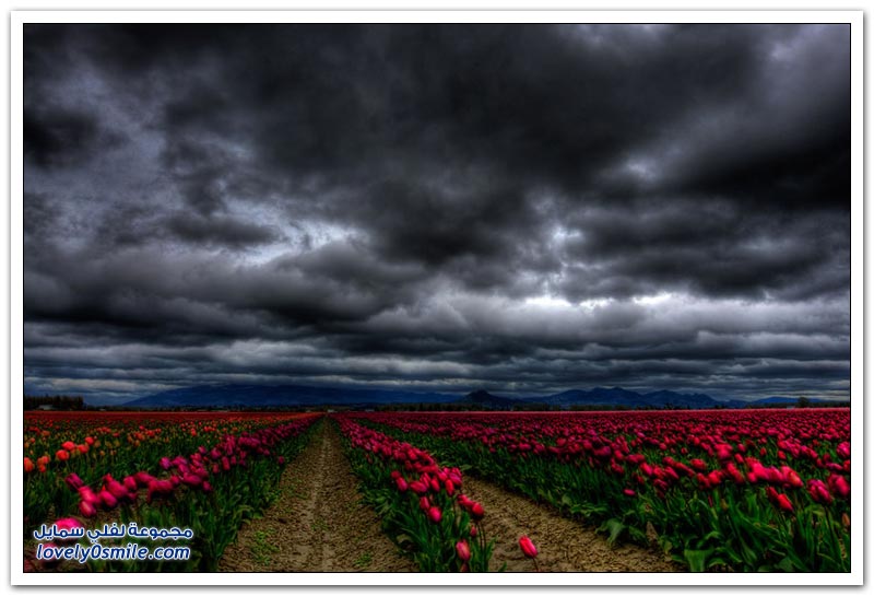 متى نرى هذا الجمال فى مصر مزارع الورد فى هولندا Rose-farms-in-the-Netherlands-24