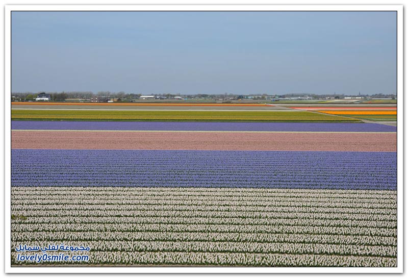 متى نرى هذا الجمال فى مصر مزارع الورد فى هولندا Rose-farms-in-the-Netherlands-25