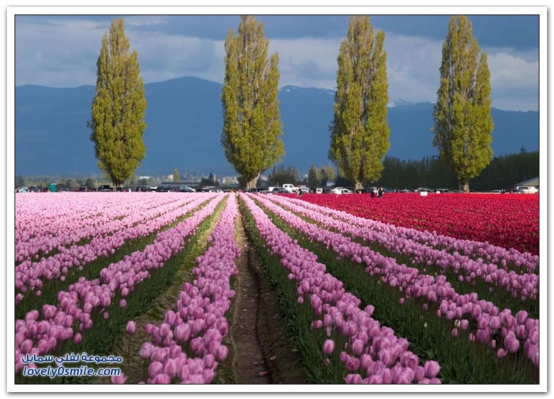 متى نرى هذا الجمال فى مصر مزارع الورد فى هولندا Rose-farms-in-the-Netherlands-27