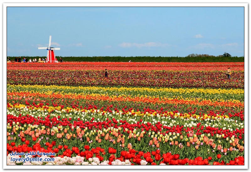 متى نرى هذا الجمال فى مصر مزارع الورد فى هولندا Rose-farms-in-the-Netherlands-28