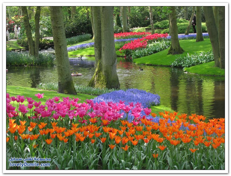 متى نرى هذا الجمال فى مصر مزارع الورد فى هولندا Rose-farms-in-the-Netherlands-29