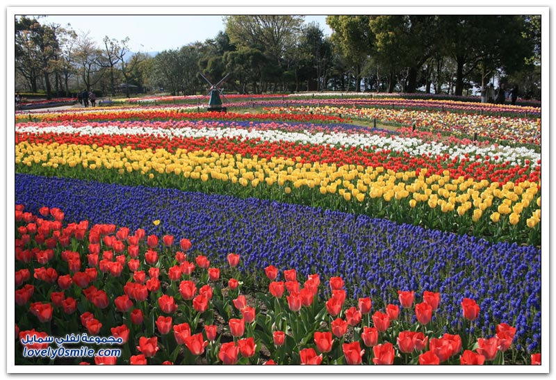 متى نرى هذا الجمال فى مصر مزارع الورد فى هولندا Rose-farms-in-the-Netherlands-31