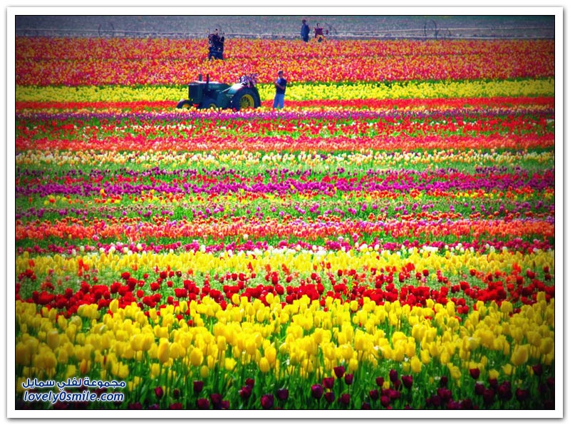 متى نرى هذا الجمال فى مصر مزارع الورد فى هولندا Rose-farms-in-the-Netherlands-34