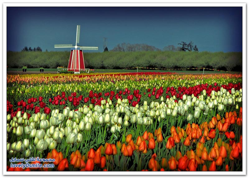 متى نرى هذا الجمال فى مصر مزارع الورد فى هولندا Rose-farms-in-the-Netherlands-35