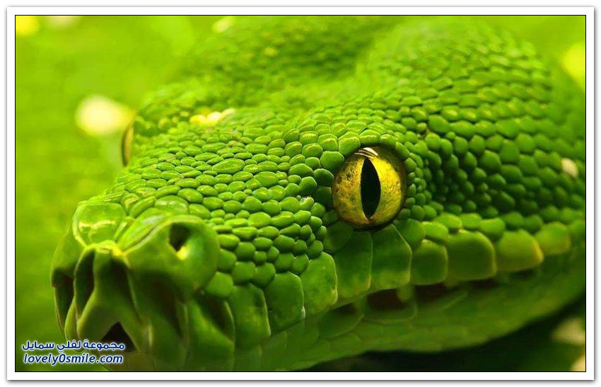 بقدر ما هي جميلة لكنها مرعبة Snakes-beautiful-but-terrifying-01