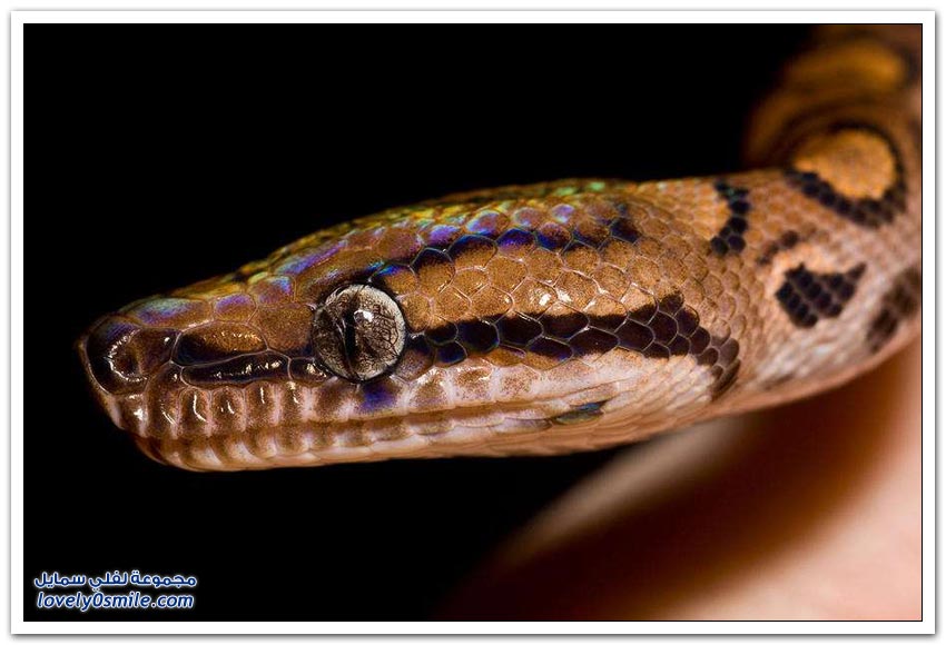 بقدر ما هي جميلة لكنها مرعبة Snakes-beautiful-but-terrifying-11