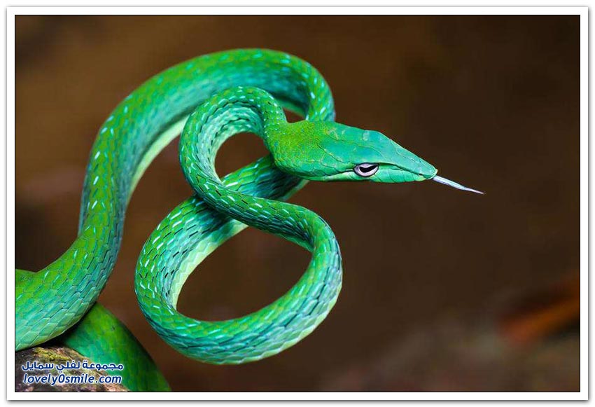 بقدر ما هي جميلة لكنها مرعبة Snakes-beautiful-but-terrifying-17