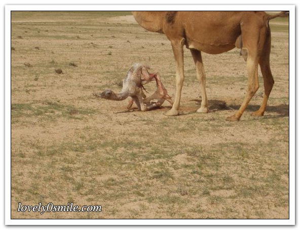  صور لولادة جمل في الصحراء Camel-delivery-09