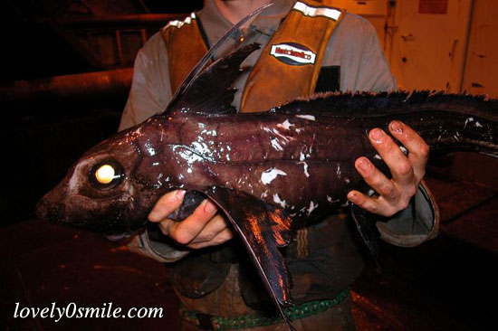 صور لأسماك نادرة اخرجها تسونامي معه Rare-fish-09