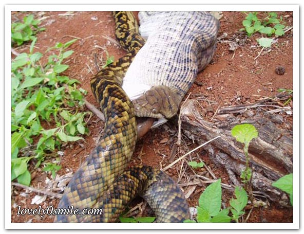 اخطر و اكبر الافاعي في العالم Snake-swallow-kango-10