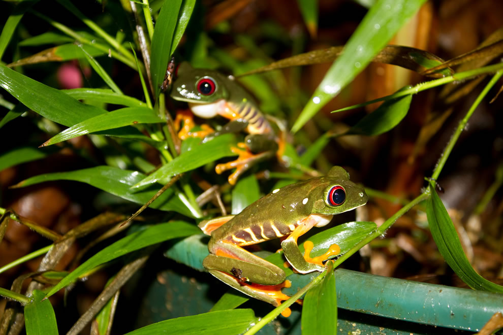 Ếch Mắt Đỏ 2-red-eyed-tree-frogs