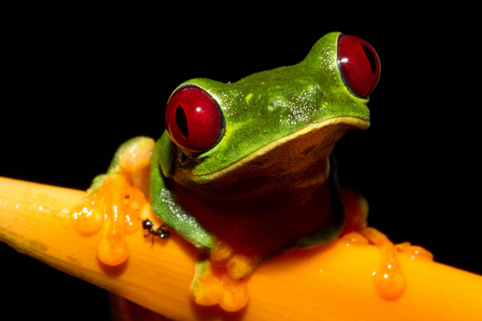 Ếch Mắt Đỏ Cute-Red-eyed-Treefrog-Agalychnis-callidryas