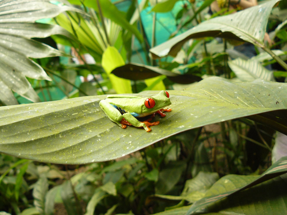 Ếch Mắt Đỏ Red-Eye-Frog-at-Danaus-Eco-Center