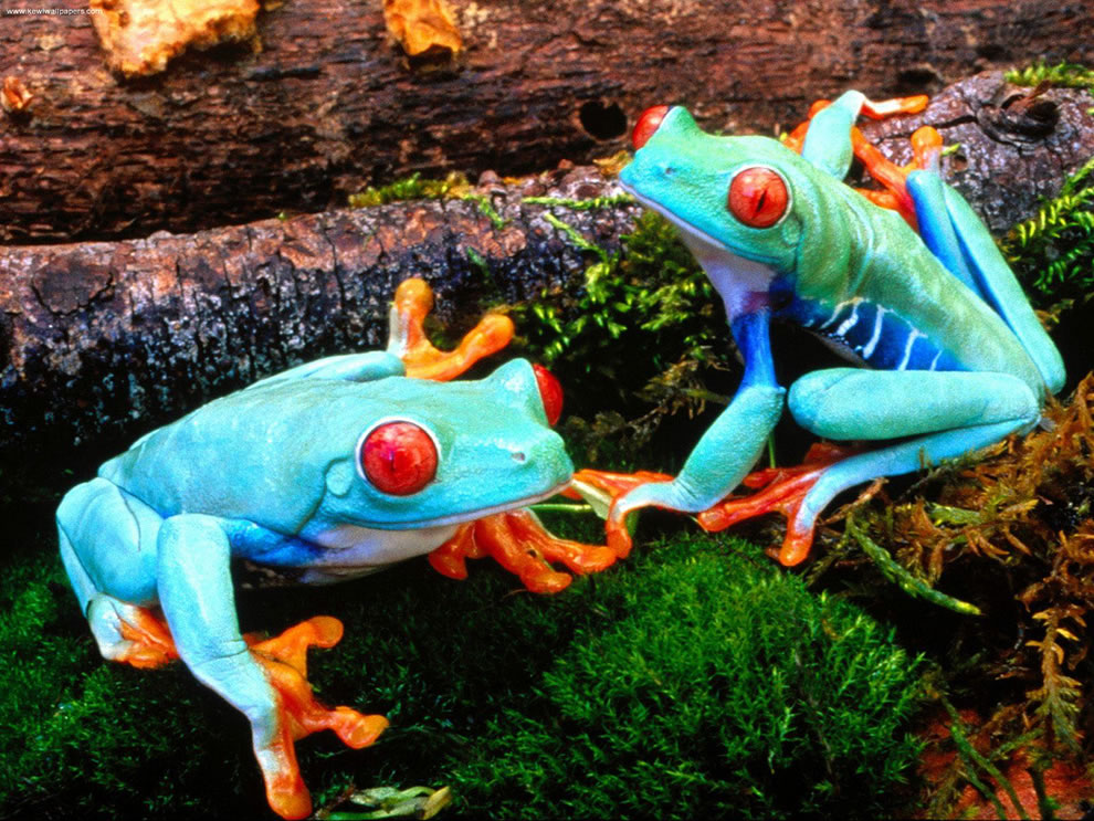 Ếch Mắt Đỏ Red-Eyed-Treefrogs