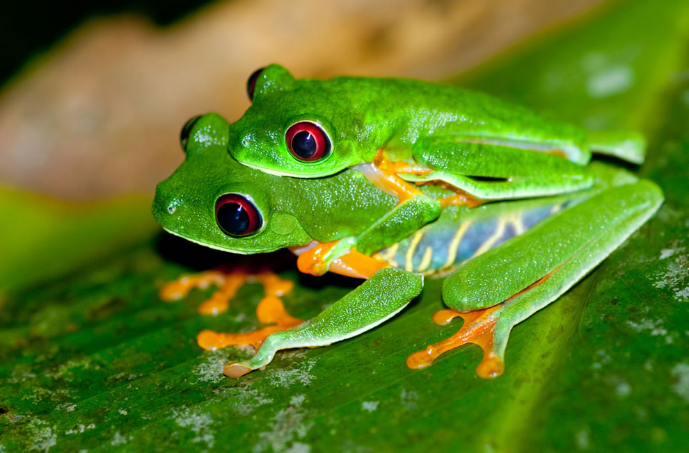 Ếch Mắt Đỏ Red-eyed-Tree-Frog-Agalychnis-callidryas-mating-pair