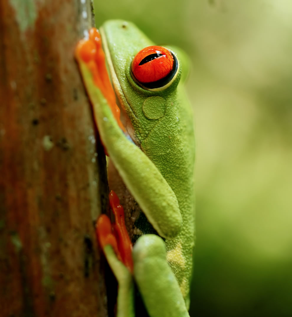 Ếch Mắt Đỏ Red-eyed-Tree-Frog-near-Las-Horquetas-Costa-Rica