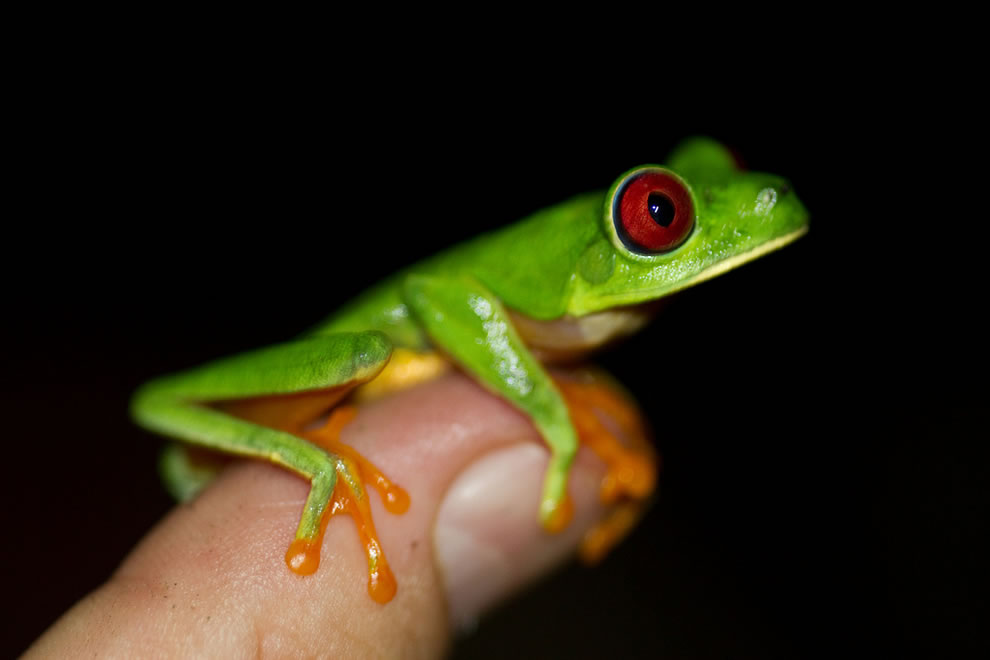 Ếch Mắt Đỏ Red-eyed-Treefrog-on-finger