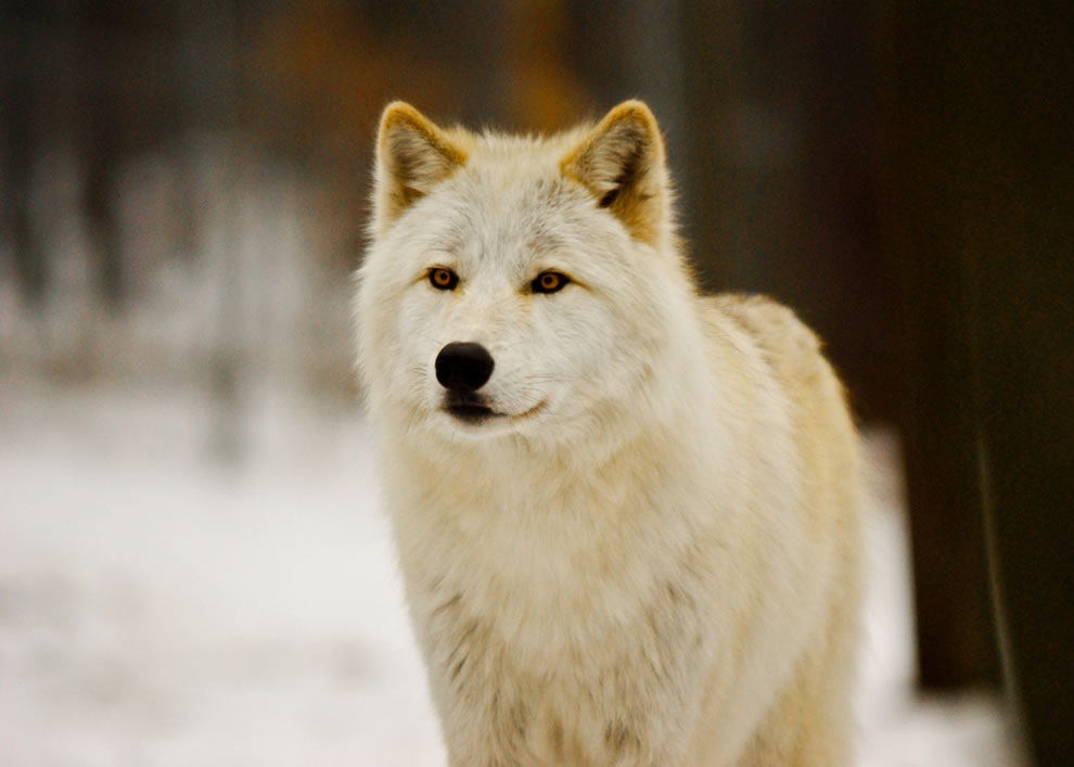 Some Wolves Arctic-Wolf-at-Lakota-Wolf-Preserve-Columbia-NJ-USA