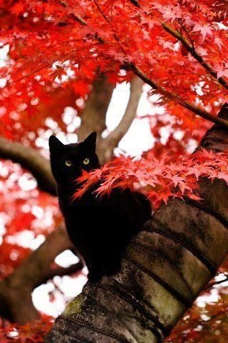 Ateliers de Flamme et Nuit OUVERT ^^ 34167-Black-Cat-In-Red-Tree