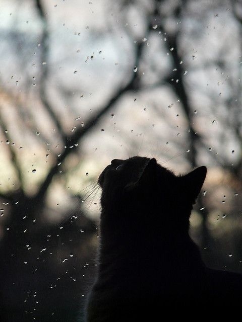 Petrichor 46701-Cat-Watching-Rain