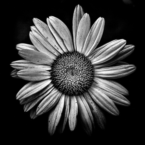 En blanco y Negro  - Página 3 80715-Black-And-White-Daisy