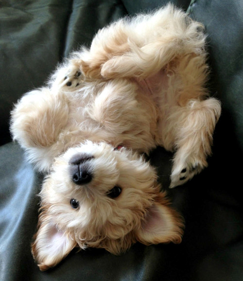 Upside Down Dogs Gallery 91276-Upside-Down-Puppy