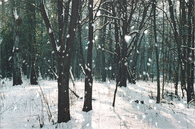 Аватар на месец Януари 49093-Snow-Fall-In-The-Woods