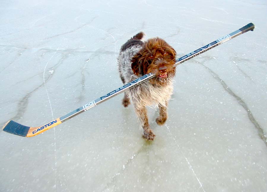 How else do you have fun? HockeyDog