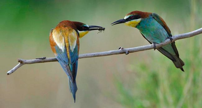 Oiseau - Ajonc - 11 septembre trouvé par Sylvie Obs_biodiv_f_cahez_650