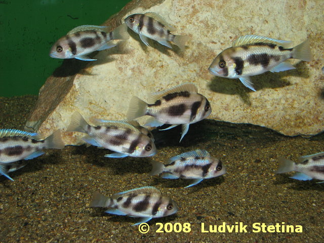 Cyphotilapia frontosa Black Widow Cyphotilapia_frontosa_Black_Widow