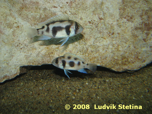 Cyphotilapia frontosa Black Widow Cyphotilapia_frontosa_Black_Widow2