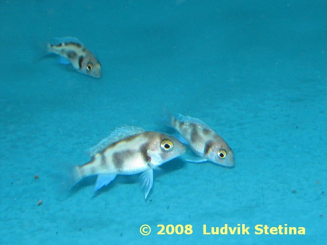 Cyphotilapia frontosa Black Widow Cyphotilapia_frontosa_Black_Widow_4cm_long