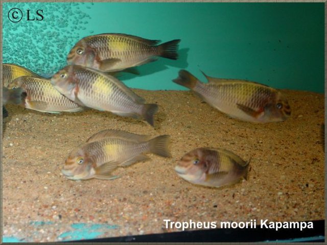 Tropheros al minimo .. - Página 3 Tropheus%20moorii%20Kapampa%201