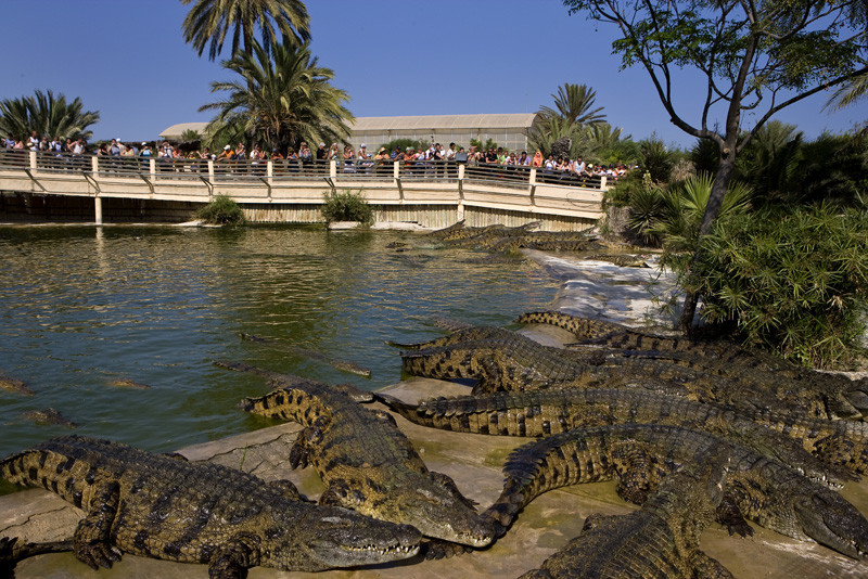 حديقة تماسيح Affluencedjerba