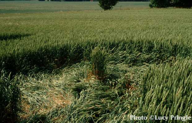 crop circles 2010 - Crop Circles 2010 - Página 9 Uk1994dp